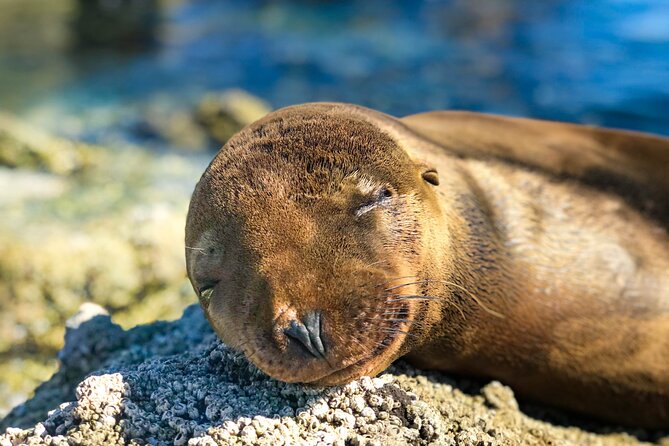 Adventure to Espiritu Santo Island: Snorkel with Sea Lions and Beach - A beach lunch with turquoise water