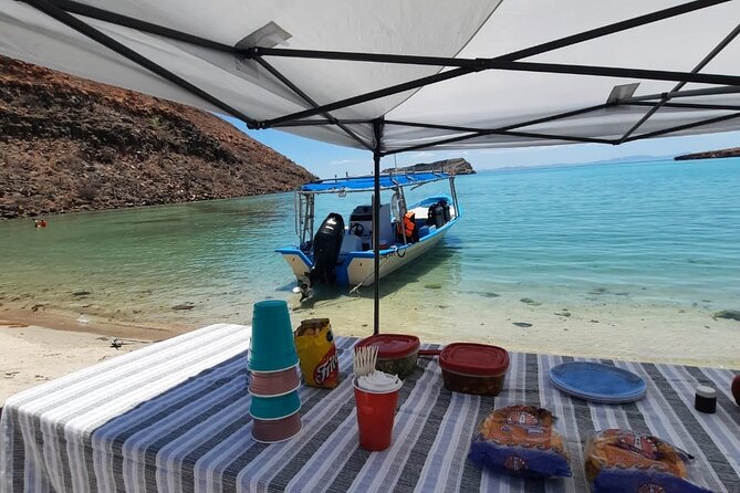 Adventure to Espiritu Santo Island: Snorkel with Sea Lions and Beach - Mangroves, birds, and possible whales