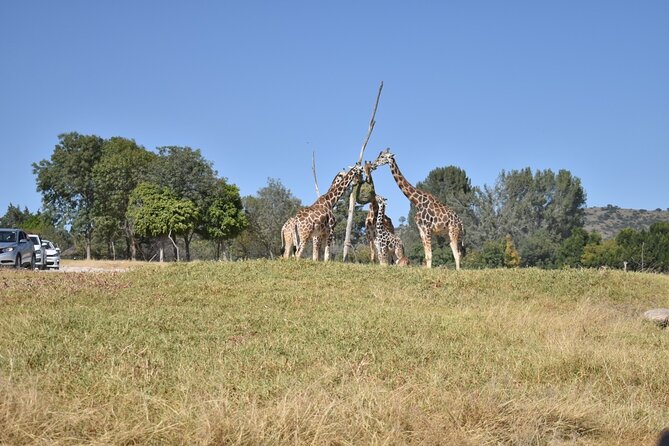 Africam safari (private tour) - What the Africam Safari day is really like