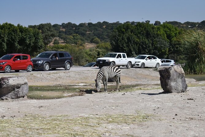 Africam safari (private tour) - The guide can change the value of the day