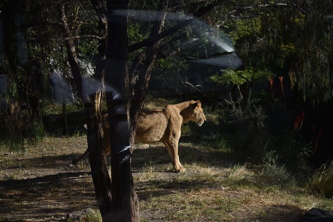 Africam safari (private tour) - Entering the park and meeting the animals