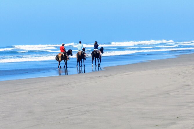 Afro-Mex Village Experience -Horseback Ride -Turtle Hatch & Crocs - The baby turtle release, with an important condition