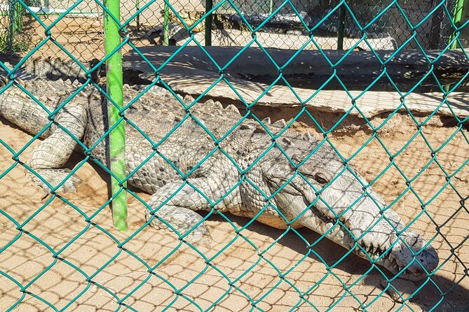 Afro-Mex Village Experience -Horseback Ride -Turtle Hatch & Crocs - What the guides add to the experience