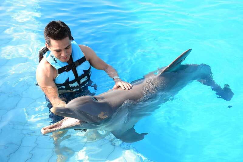 Akumal: Dolphin Encounter - Key Points