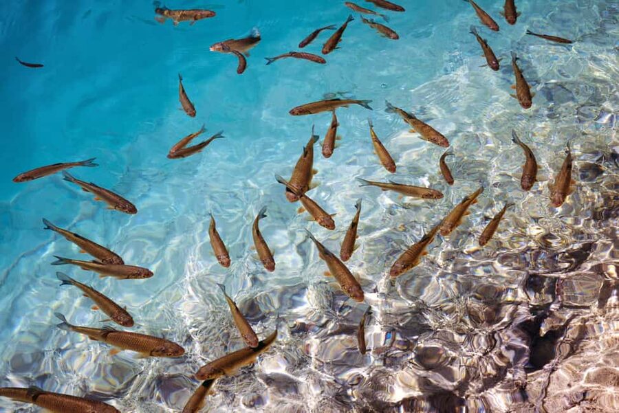 Akumal: Snorkel with Marine Fauna and an Expert Guide - Practical tips for a better visit