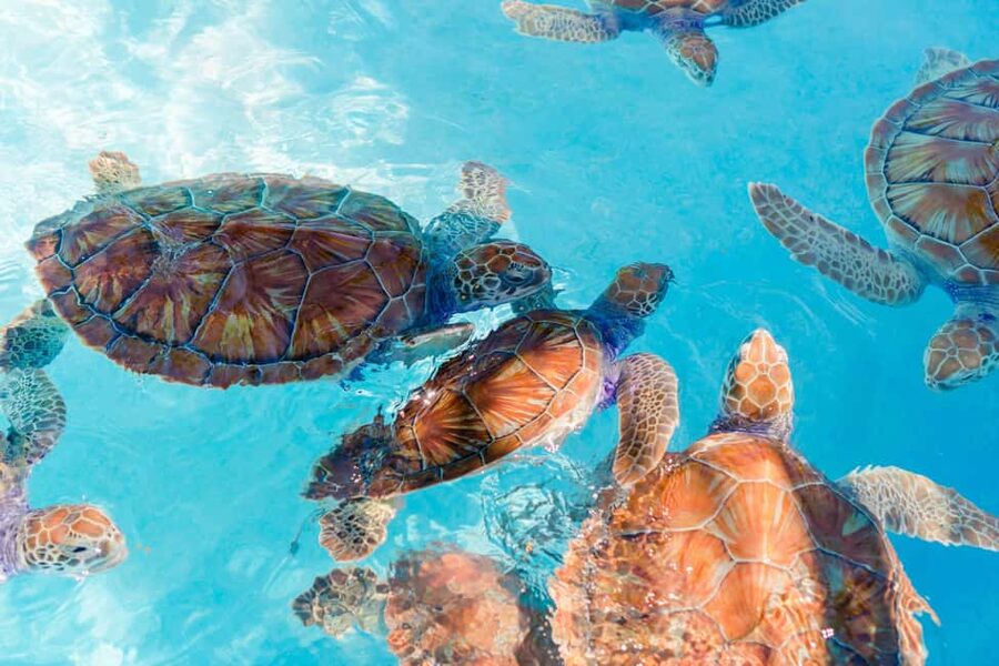 Akumal: Snorkel with Marine Fauna and an Expert Guide - The safety briefing matters