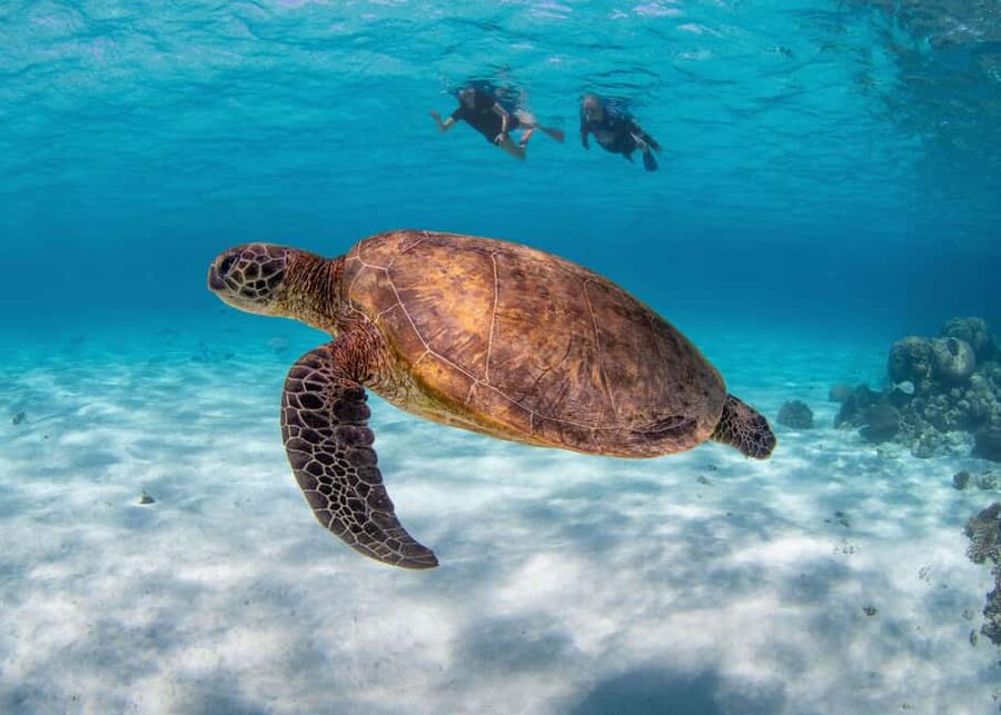 Akumal: Snorkel with Marine Fauna and an Expert Guide - Turtles, rays, fish, and coral