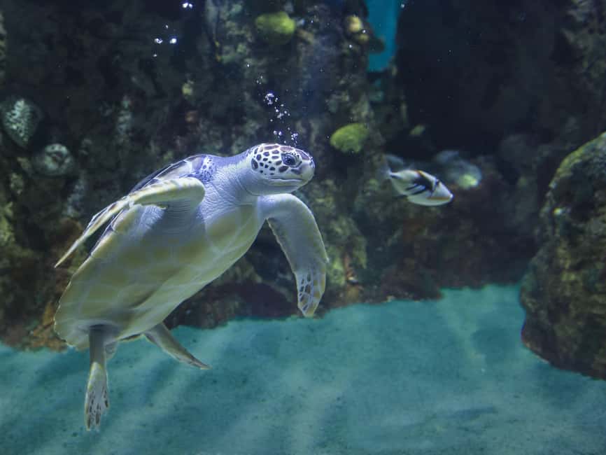 Akumal: Snorkel with Marine Fauna and an Expert Guide - The park facilities make the outing easier