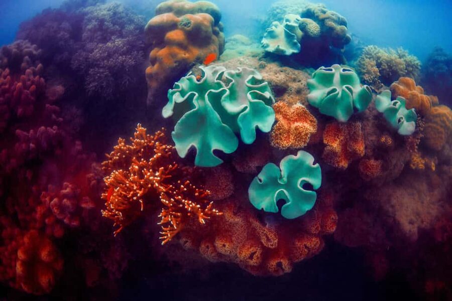 Akumal: Snorkel with Marine Fauna and an Expert Guide - How good is the $45 price?