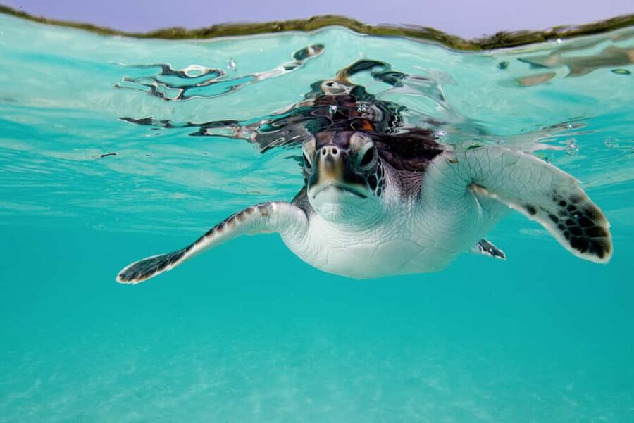 Akumal: Snorkel with Marine Fauna and an Expert Guide - Who will enjoy this Akumal snorkel
