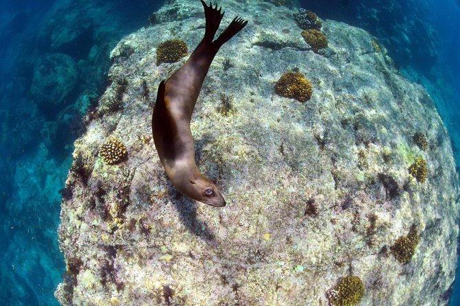 All-Inclusive Catamaran Tour | Beaches & Sea Lions from Los Cabos - The return sail and the Todos Santos stop