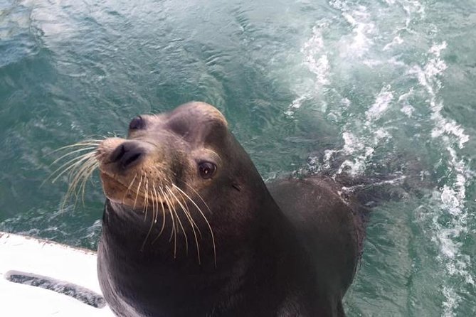 Arch Tour with Amazing Captain in Cabo San Lucas - Sea lions, Pelican Rock, and Pirate’s Cave