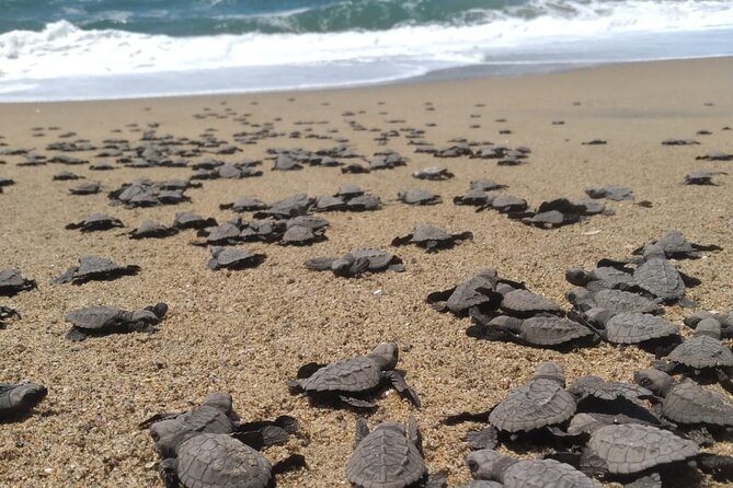 Baby Sea Turtle Releasing Sightseeing Tour with Luis de la Maza - Key points before you book