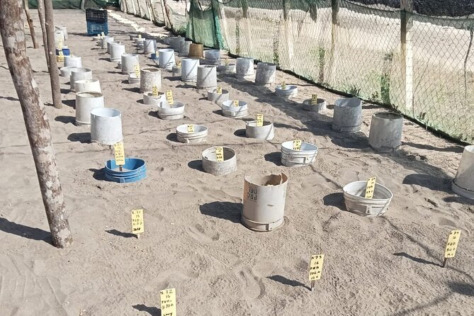 Baby Sea Turtle Releasing Sightseeing Tour with Luis de la Maza - The afternoon schedule and hotel pickup