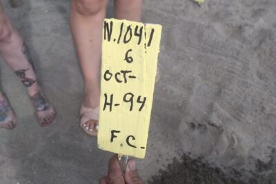 Baby Sea Turtle Releasing Sightseeing Tour with Luis de la Maza