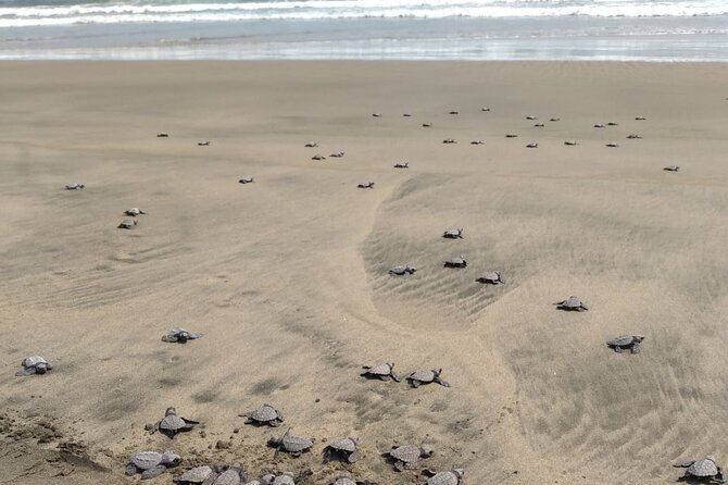 Baby Sea Turtle Releasing Sightseeing Tour with Luis de la Maza - The conservation work behind the visit