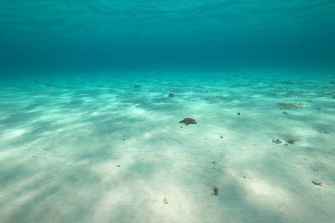 Bavarian Fiesta Snorkel Activity in Glass Bottom Boat at San Miguel de Cozumel - Why the four-stop plan is appealing