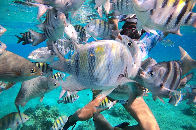 Bavarian Fiesta Snorkel Activity in Glass Bottom Boat at San Miguel de Cozumel - Snacks, margaritas, and the Bavarian package