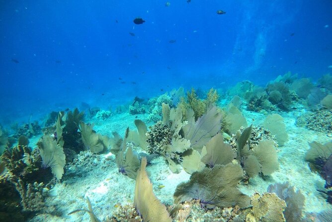 Bavarian Fiesta Snorkel Activity in Glass Bottom Boat at San Miguel de Cozumel - Weather changes are part of Cozumel snorkeling