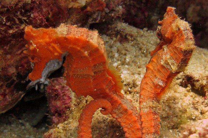 Beginner Scuba Diving in Cabo San Lucas - Entering the water and practicing basic skills