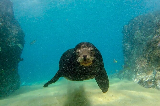 Beginner Scuba Diving in Cabo San Lucas - What you may see below the surface
