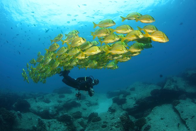Beginner Scuba Diving in Cabo San Lucas - The first hour: equipment, signals, and calm preparation