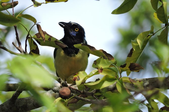 Birdwatching Cancun - The 6:00 am start and ride out of Cancun