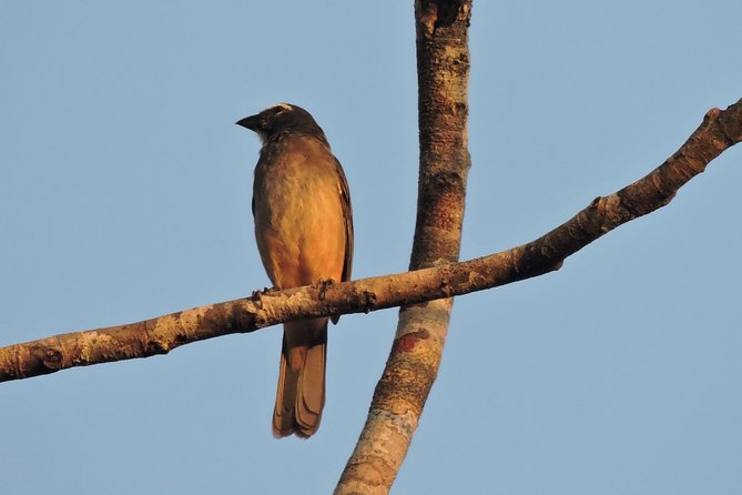Birdwatching Cancun - Breakfast, snacks, and the water question