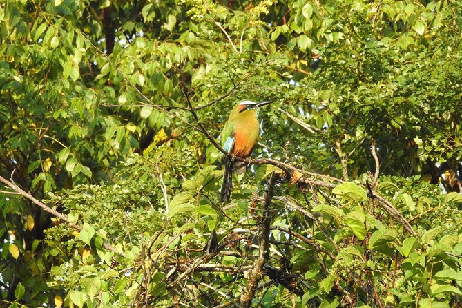 Birdwatching Cancun - What the shared group format means