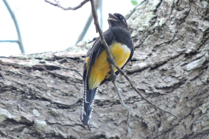 Birdwatching Cancun - Who should book this experience