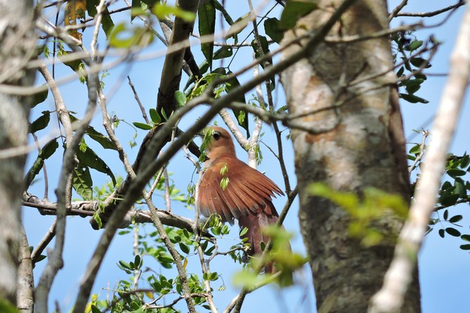 Birdwatching Cancun - Birding around La Ruta de los Cenotes