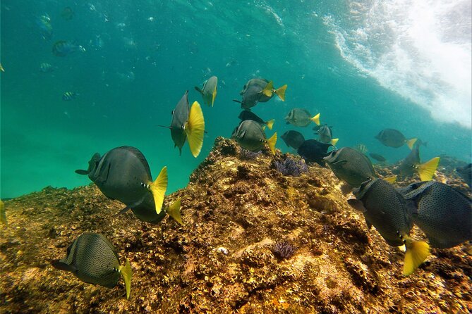 Boat ride to the Arch and Snorkel - Pelican Rock and the best part of the tour