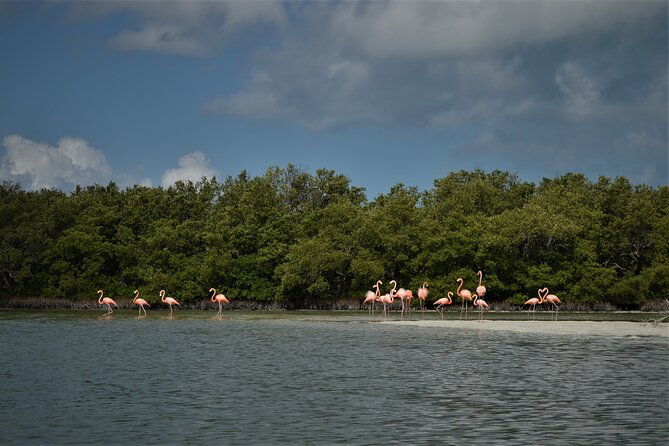 Boat Tour of Three Islands in Holbox with Transportation - Punta Mosquito as the usual replacement