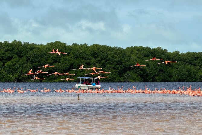 Boat tour through the mangroves of Celestún and Playa from Merida - Mangroves, birds, and the Mayan clay bath