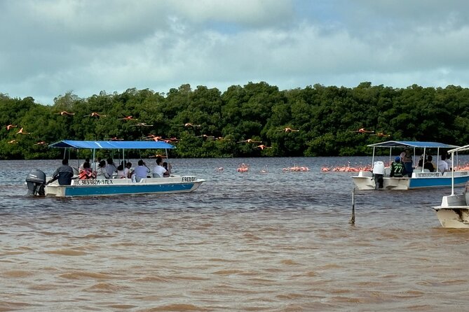 Boat tour through the mangroves of Celestún and Playa from Merida - How much wildlife can you expect?