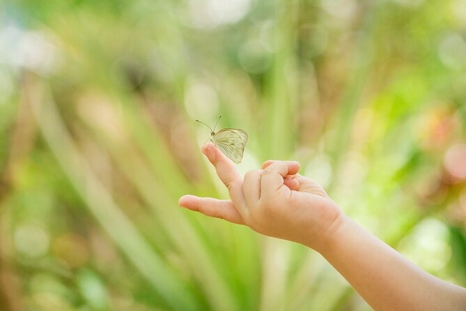 Butterfly Sanctuary & Museum Guided Tour in Puerto Vallarta - Why the Butterfly Release Is the Tour’s Big Moment