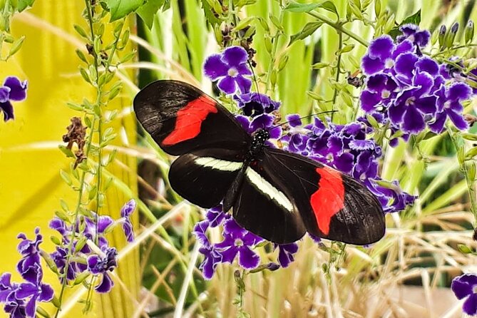 Butterfly Sanctuary & Museum Guided Tour in Puerto Vallarta - What You Learn About Butterflies and Moths