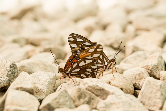 Butterfly Sanctuary & Museum Guided Tour in Puerto Vallarta - The Butterfly Heritage Museum and the Quiet Grounds