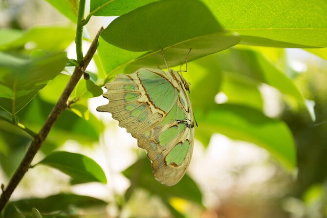 Butterfly Sanctuary & Museum Guided Tour in Puerto Vallarta - Getting There Is the Main Practical Challenge