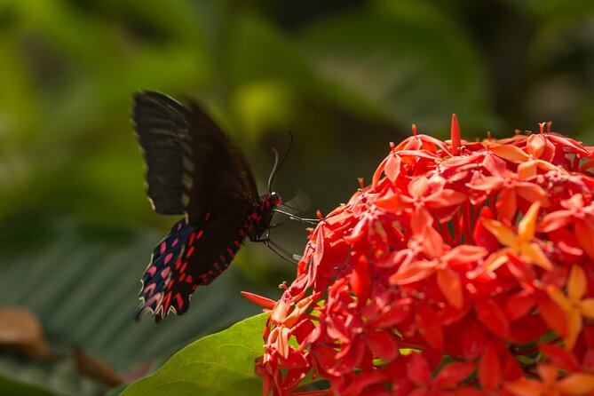 Butterfly Sanctuary & Museum Guided Tour in Puerto Vallarta - Is $28 a Fair Price for One Hour?