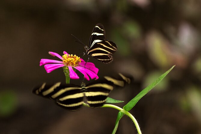 Butterfly Sanctuary & Museum Guided Tour in Puerto Vallarta - Who Will Enjoy This Most?
