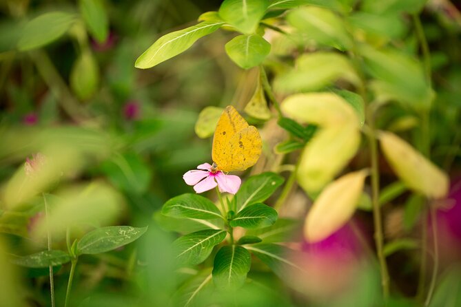 Butterfly Sanctuary & Museum Guided Tour in Puerto Vallarta - The Guides Make the Difference
