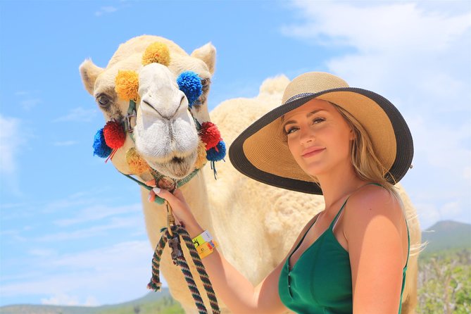 Cabo Beach Camel Ride, Mexican Buffet and Tequila Tasting - Tequila, mezcal, beer, and flavored waters