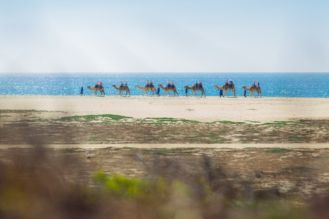 Cabo Beach Camel Ride, Mexican Buffet and Tequila Tasting - Transportation, group size, and the real time commitment