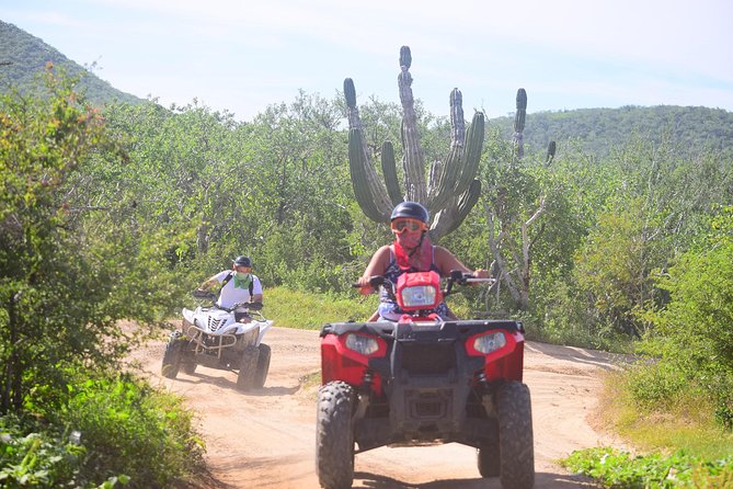 Cabo Candelaria Village Adventure + Tequila Tasting - Desert plants and the giant cactus