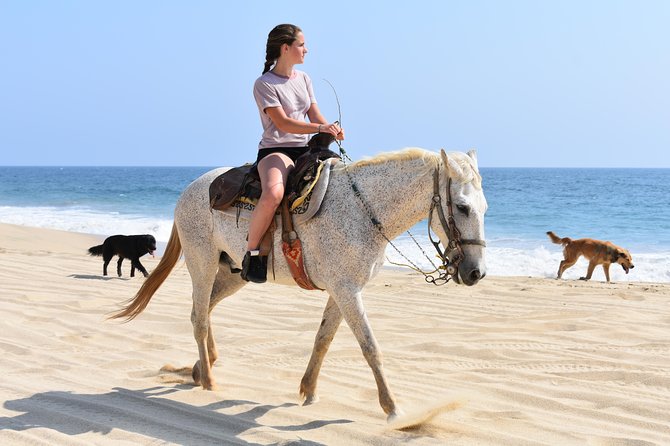 Cabo Desert Off-Road & Beach Horseback Combo and Tequila Tasting - The white-sand beach on horseback