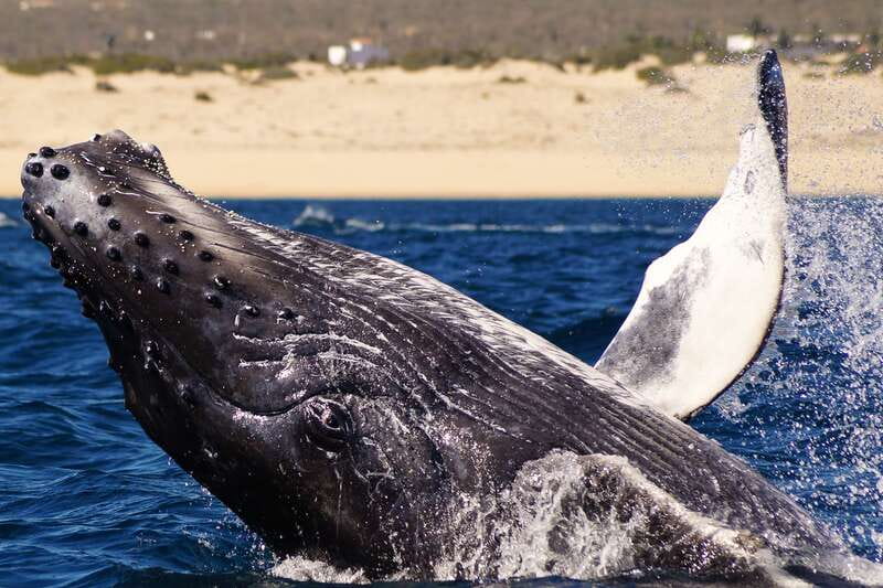 Cabo San Lucas: 2.5-Hour Whale Watching Tour - Cabo’s Whale Season Runs From December Through April