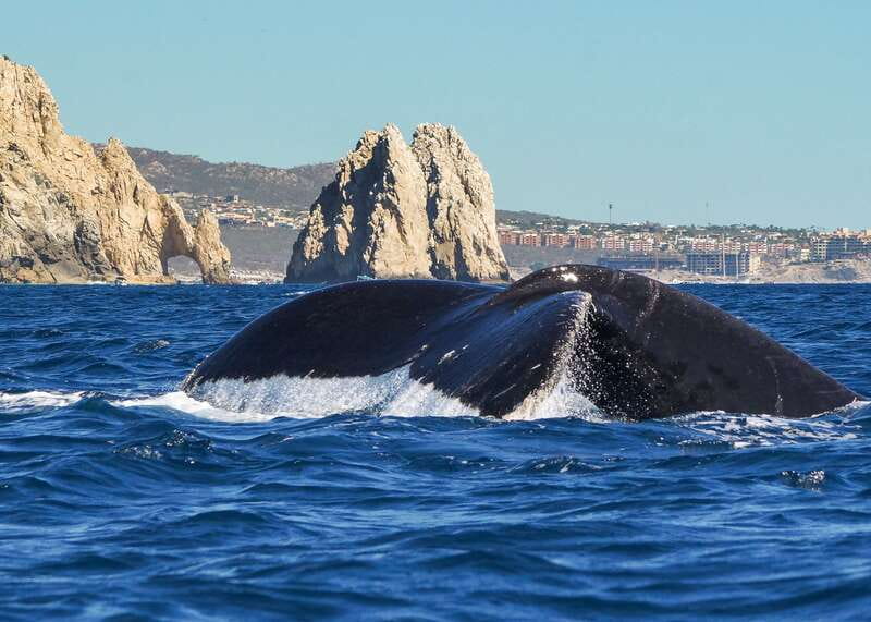 Cabo San Lucas: 2.5-Hour Whale Watching Tour - The Arch and Sea Lion Colony Add a Cabo Classic