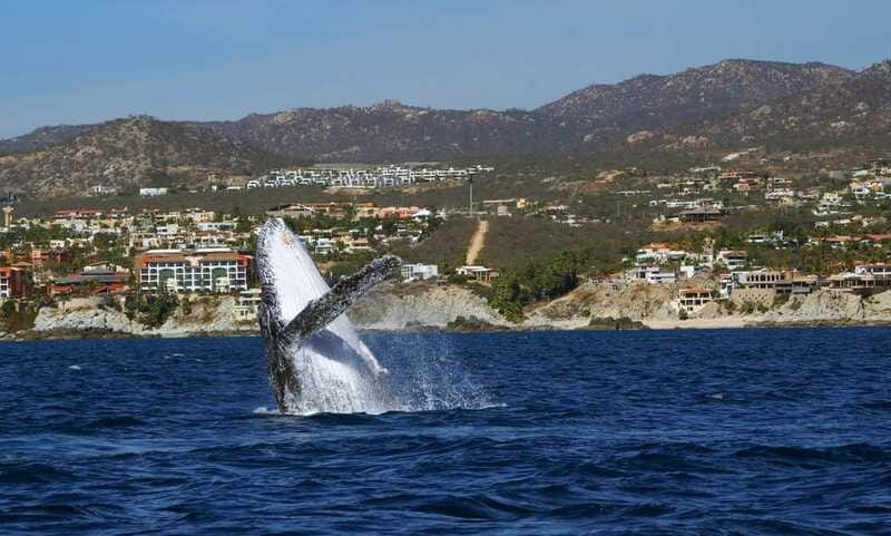 Cabo San Lucas: 2.5-Hour Whale Watching Tour - What You Might See in 2.5 Hours