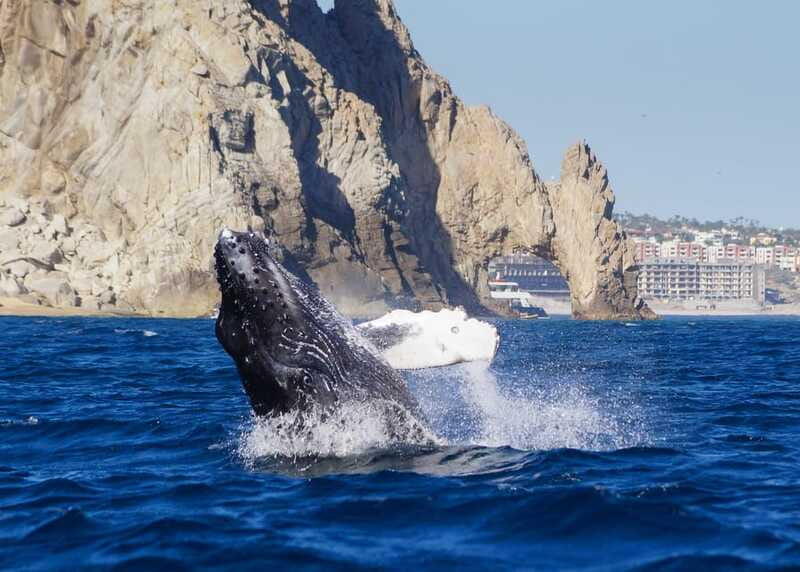 Cabo San Lucas: 2.5-Hour Whale Watching Tour - How Much Value Do You Get for $109?